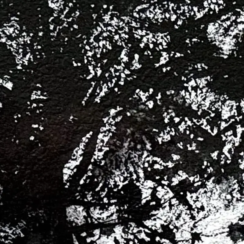 Détail 1, Le chêne