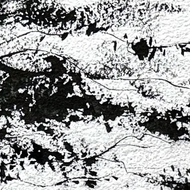 Détail 2, Le chêne